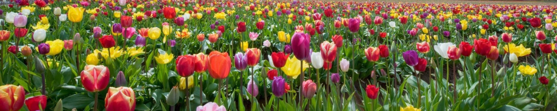 tulips-nature-flowers-field