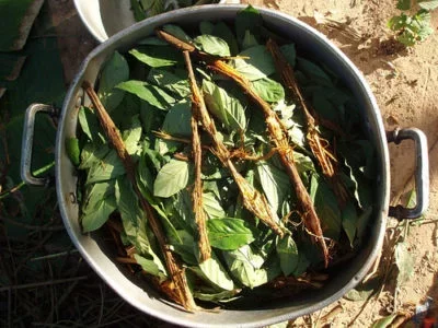 The Ayahuasca brew being prepared.