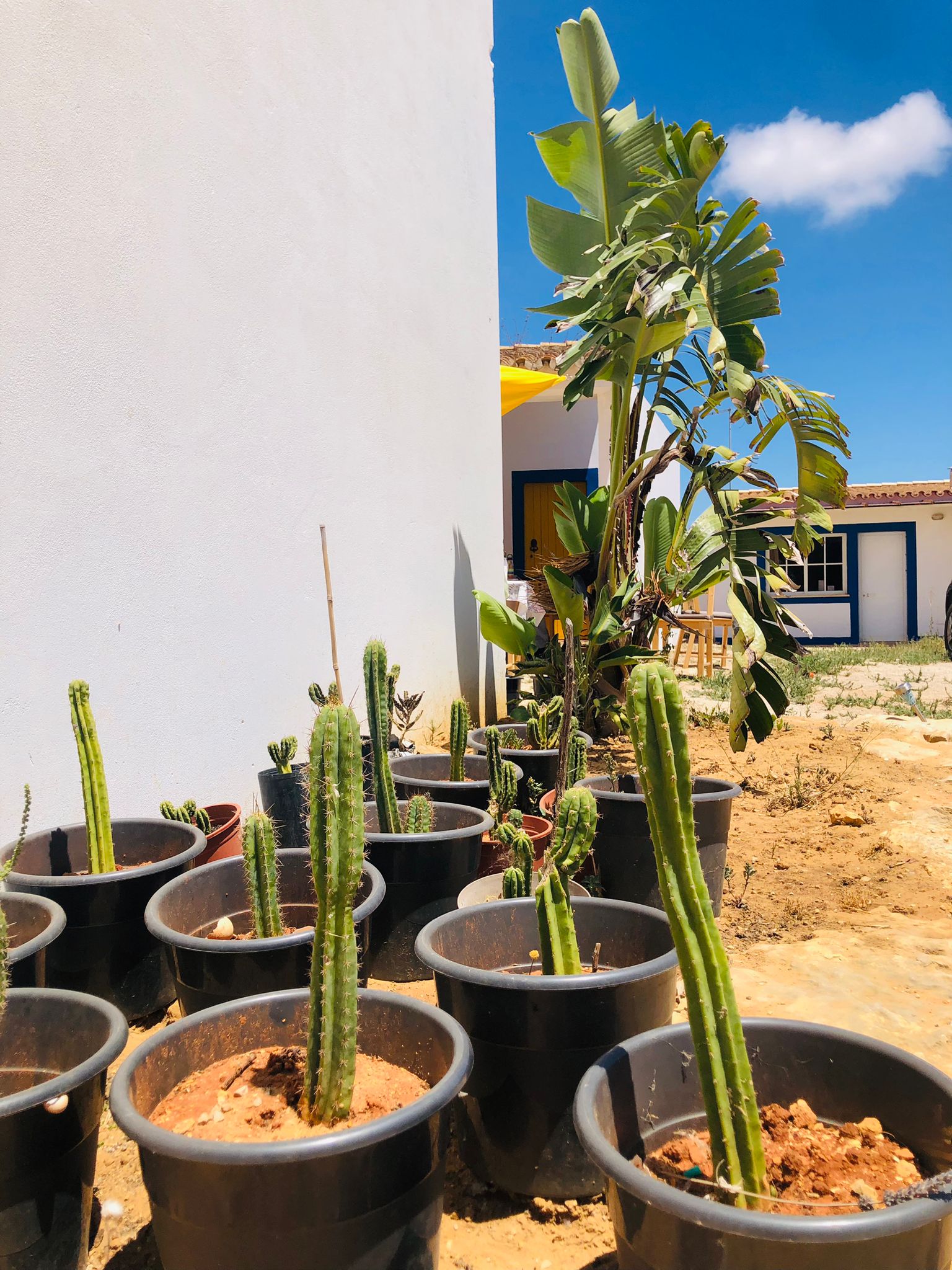 Ayahuasca Retreat Experience in Portugal - Vine of the Soul