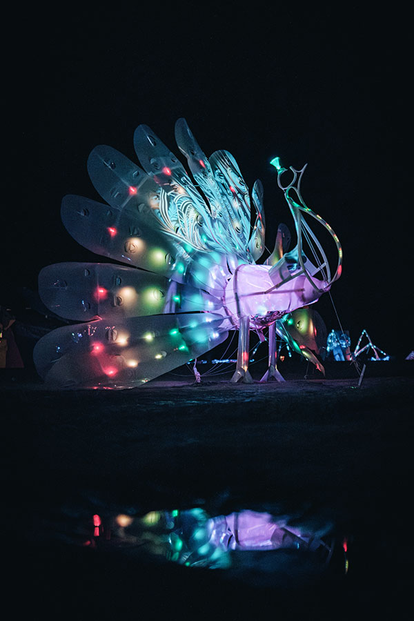 Illuminated peacock sculpture with a spread tail and coloured reflections at night